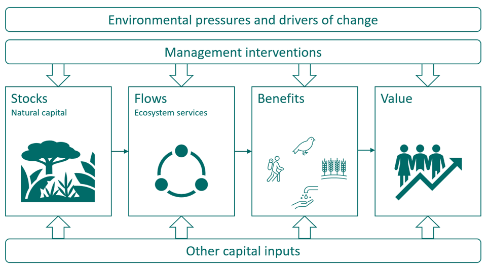 Figure 1-1: Natural capital logic chain, redrawn from Defra&#x27;s ENCA guidance, as described in the text above